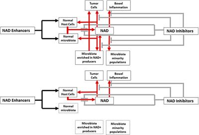 Interventions in Nicotinamide Adenine Dinucleotide Metabolism, the Intestinal Microbiota and Microcin Peptide Antimicrobials